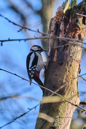 正在捉虫的斑啄木鸟图片